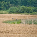 Rowerem przez Suwalszczyznę i Podlasie cz.II