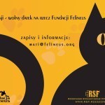 Adopcja nie gryzie – „Felineusowe” sesje fotograficzne