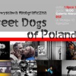 Wielka wystawa Street Dogs Of Poland w Galerii Nierzeczywistej RSF